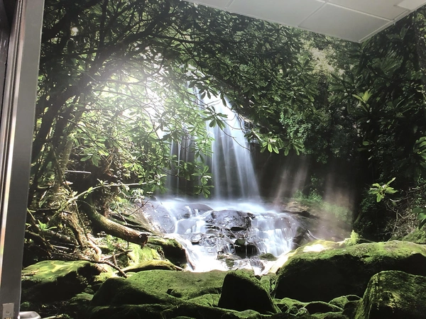 Forestwallwrap